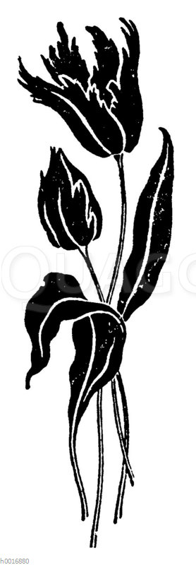 Ornament: Tulpe