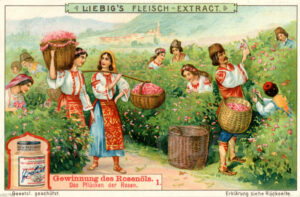 Gewinnung des Rosenöls