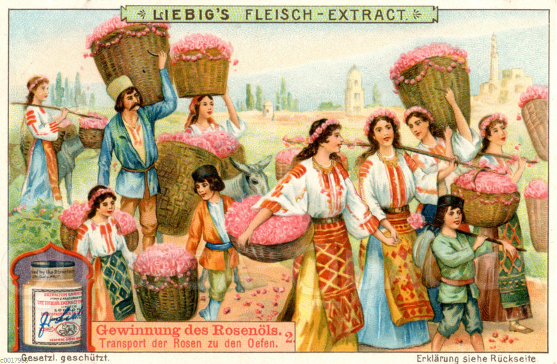 Gewinnung des Rosenöls. Transport der Rosen zu den Öfen.