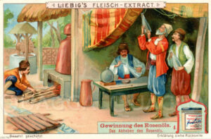 Gewinnung des Rosenöls
