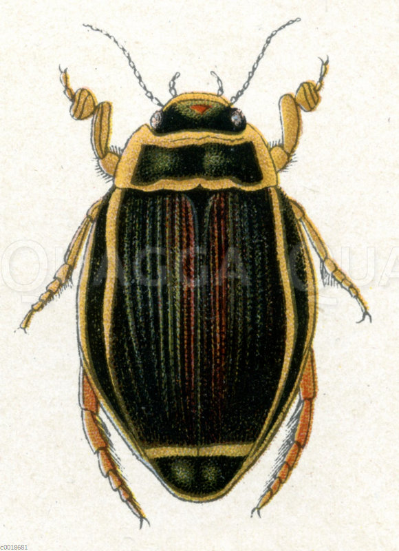 Gelbrandkäfer