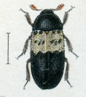 Speckkäfer
