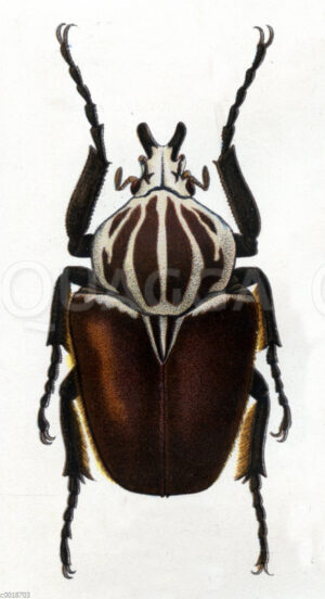 Goliathus goliatus