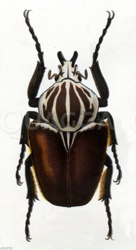 Goliathus goliatus