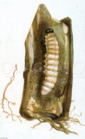 Hornissenschwärmer