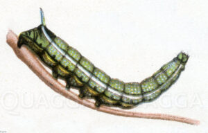 Taubenschwänzchen