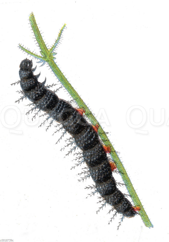 Tagpfauenauge
