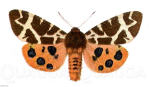 Brauner Bär