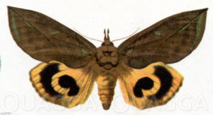 Eudocima tyrannus