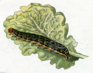 Kohleule