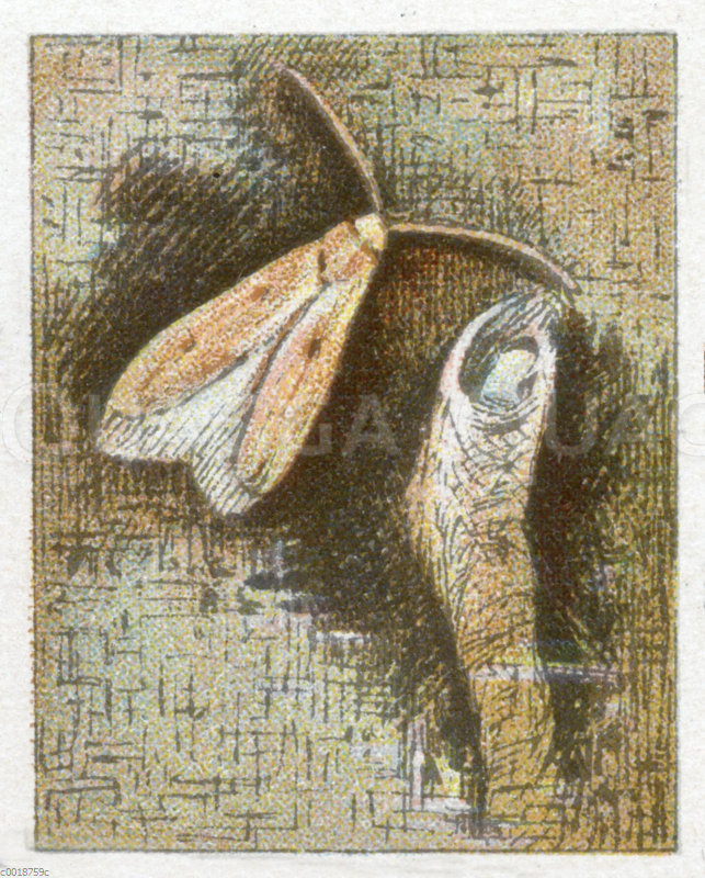 Pelzmotte