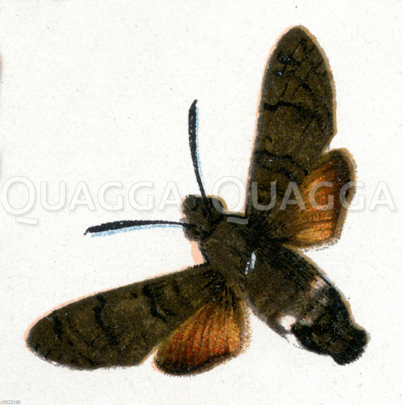 Taubenschwänzchen