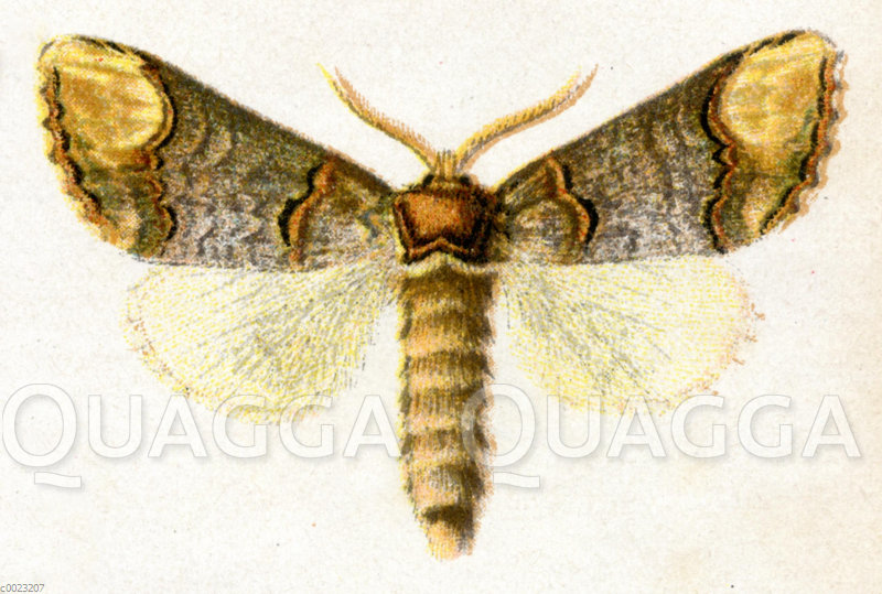 Mondvogel