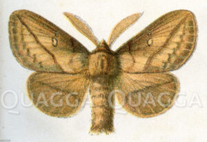 Grasglucke
