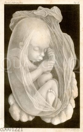 Menschlicher Fötus in der Gebärmutter