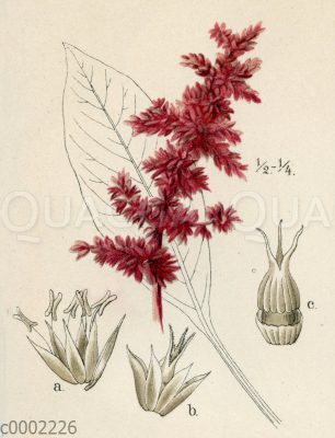 c0002226