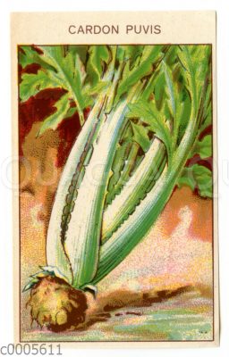Samentütchen für Cardy