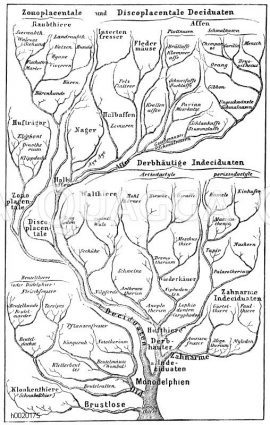 Prof. Häckels Stammbaum der Säugetiere mit Einschluss des Menschen. Nach Darwins Lehre